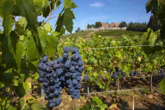 Castello-di-Brolio-(vino-Ricasoli)-in