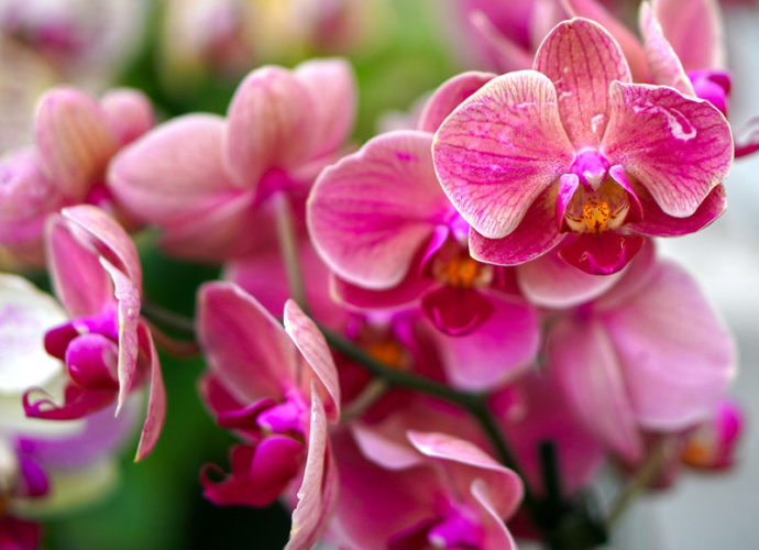 orchidea-copertina