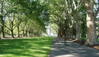 riforestazione_urbana-in