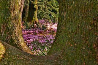 001-Parco-Rizzani-Pagnacco_1_o-pressitalia