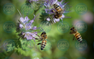 bees-6593326_1280-in