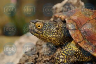 Testuggine-palustre-in