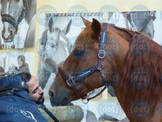 1280px-Peyo_Equita'Lyon_2019_2-in