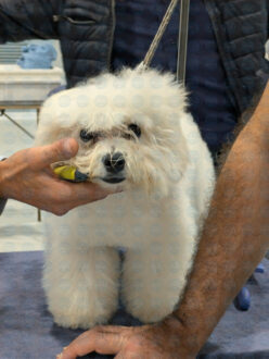 Foto-2-cane-abruzzo-winner-in