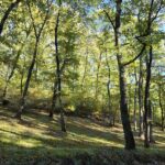 Foresta-di-querce_centro-Italia_Crediti_A_Collalti-cop